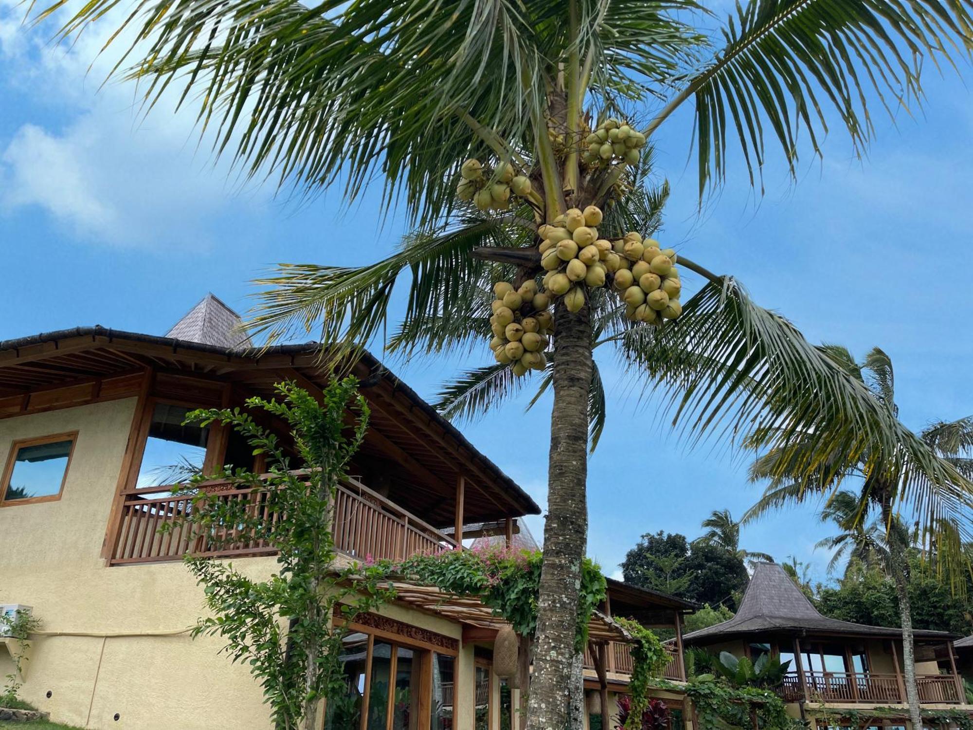 Puri Dajuma Terrace Eco Lodge & Spa Selemadeg  エクステリア 写真