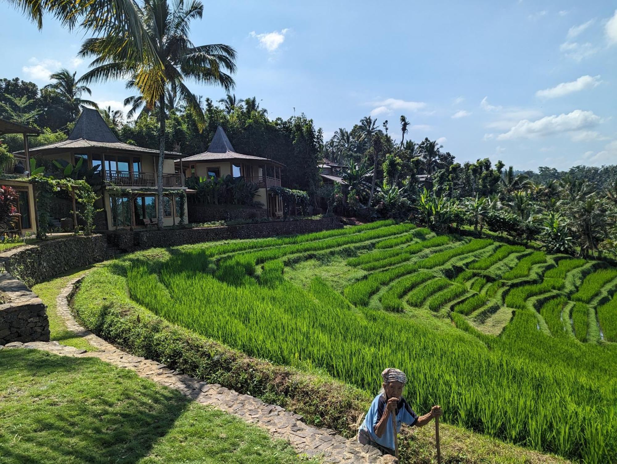 Puri Dajuma Terrace Eco Lodge & Spa Selemadeg  エクステリア 写真