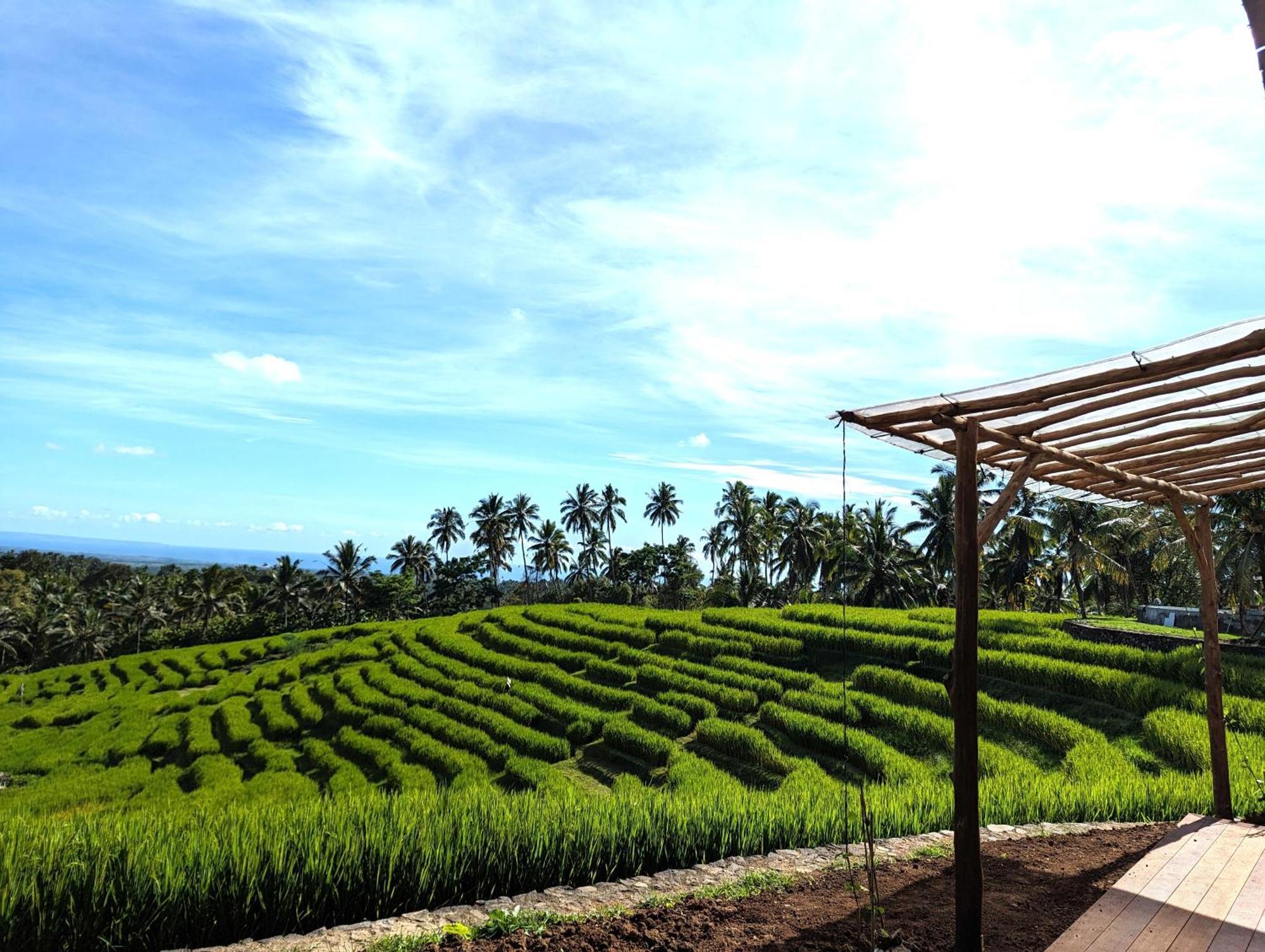 Puri Dajuma Terrace Eco Lodge & Spa Selemadeg  エクステリア 写真