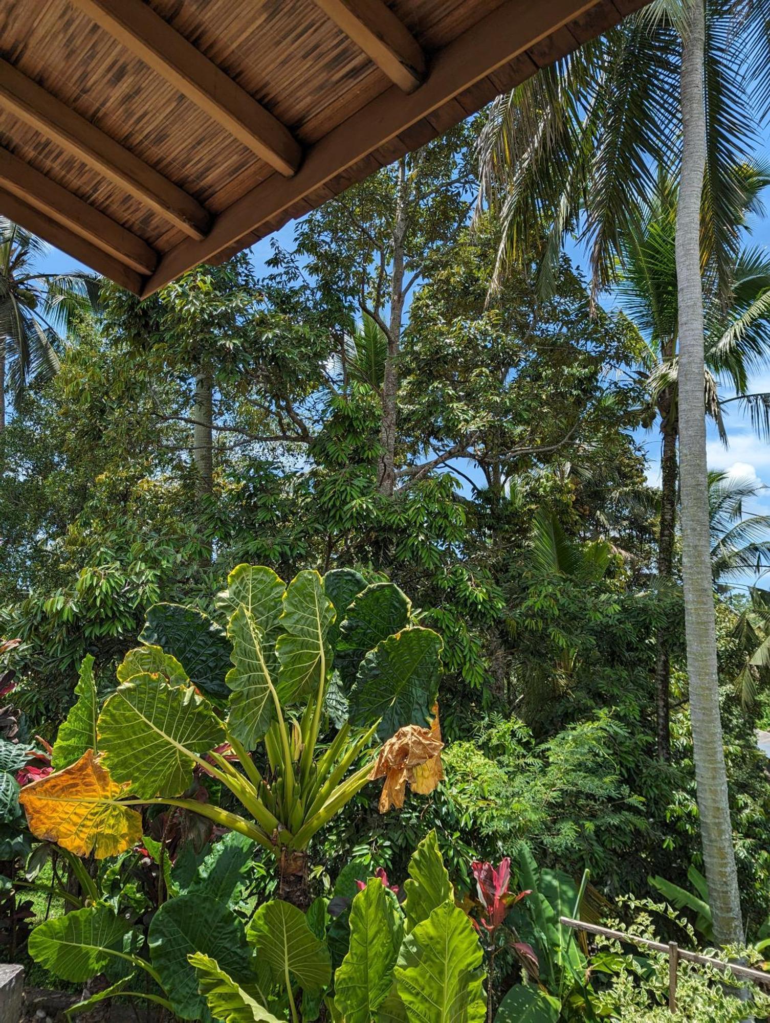 Puri Dajuma Terrace Eco Lodge & Spa Selemadeg  エクステリア 写真