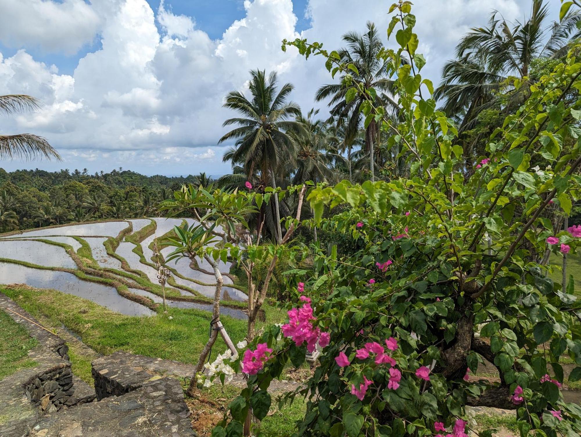 Puri Dajuma Terrace Eco Lodge & Spa Selemadeg  エクステリア 写真