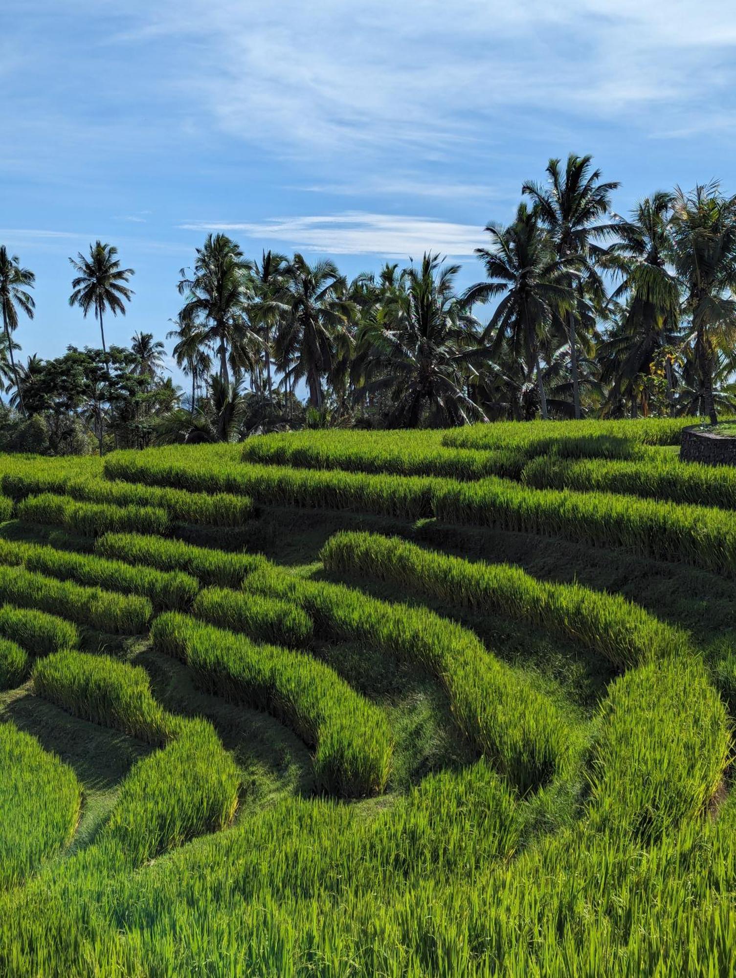 Puri Dajuma Terrace Eco Lodge & Spa Selemadeg  エクステリア 写真