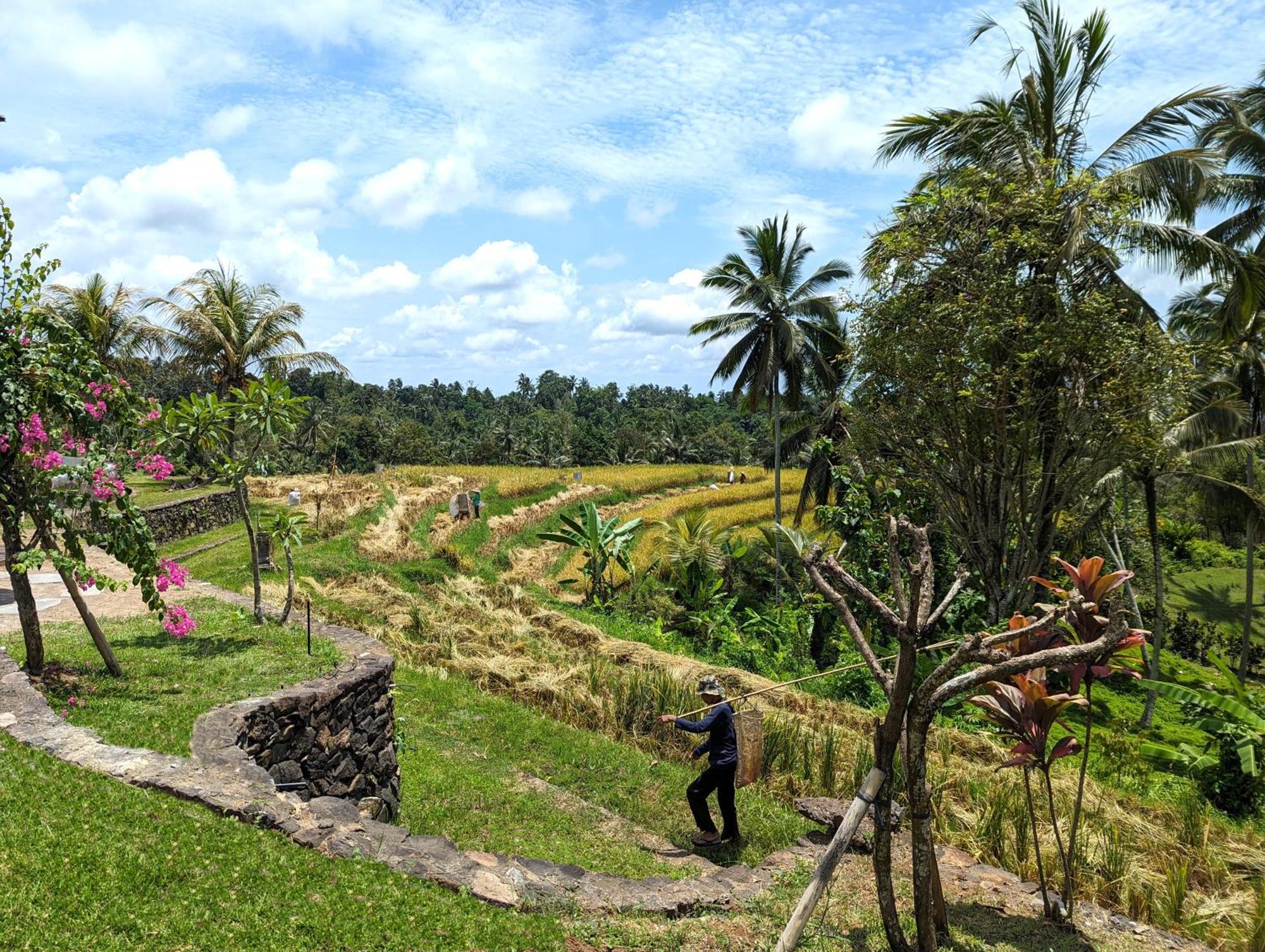 Puri Dajuma Terrace Eco Lodge & Spa Selemadeg  エクステリア 写真