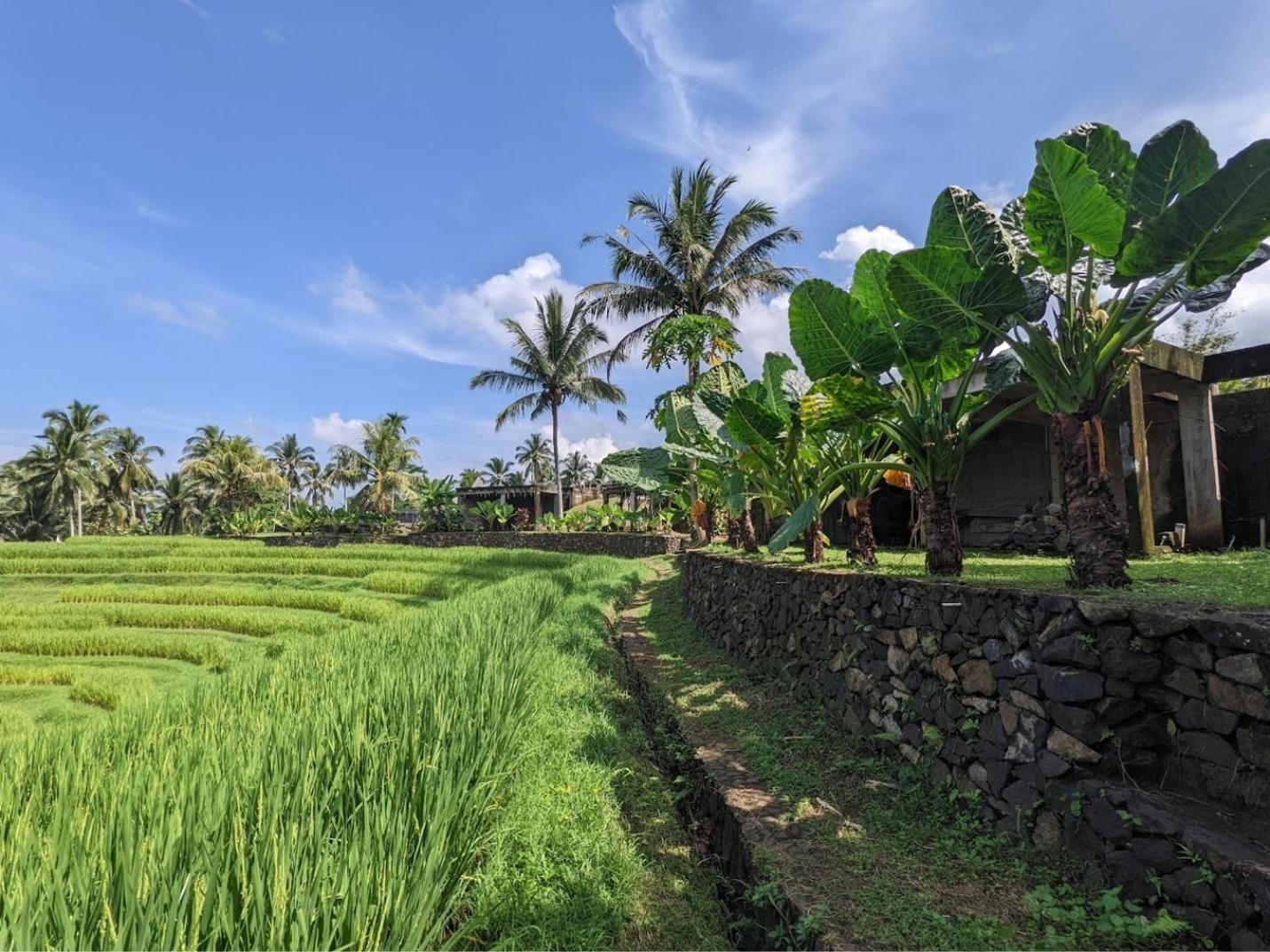 Puri Dajuma Terrace Eco Lodge & Spa Selemadeg  エクステリア 写真